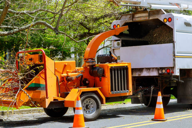 How Our Tree Care Process Works  in  Aromas, CA